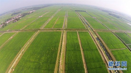 图为潜江市熊口镇万亩虾稻共作基地。潜江市委宣传部供图