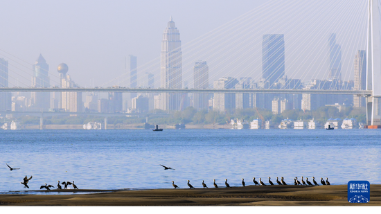 2021年1月29日，在武汉市天兴洲附近，水鸟成群。新华社发（冯江 摄）
