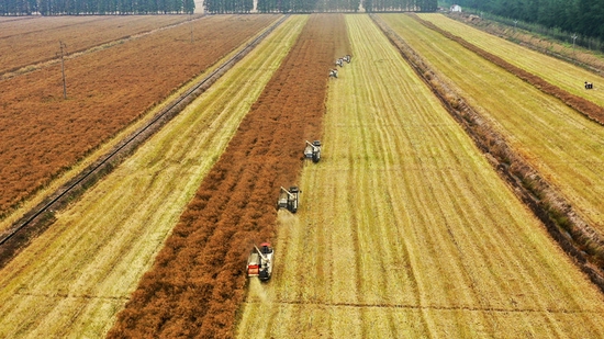 近日，湖北油菜主产区沙洋县70余万亩油菜进入收获期。 新华网发 陈国强摄