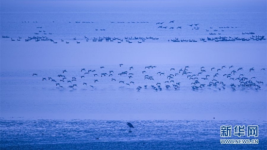 图为武汉沉湖湿地内。新华网发 张斌 摄