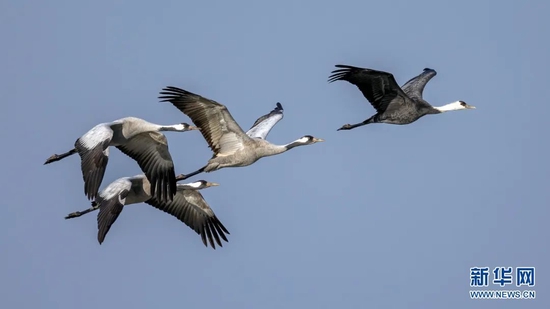 大量候鸟飞临沉湖国际湿地越冬。新华网发 魏斌摄