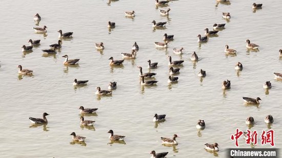 越冬水鸟在武汉沉湖湿地栖息。(资料图)吴淘淘摄