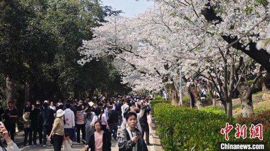 武汉大学樱花已进入盛花期，赏樱游客摩肩接踵。郑子颜摄