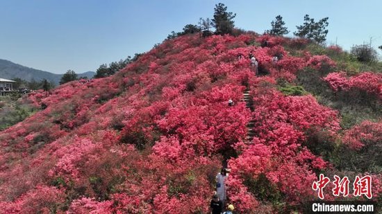 武汉市黄陂区木兰云雾山杜鹃花开。　(航拍图)吴淘淘 摄