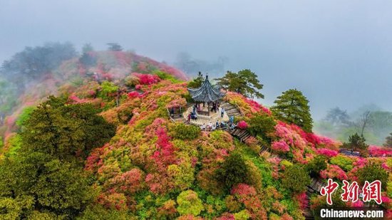 航拍龟峰山杜鹃花灿烂绽放，形成红色花海。赵广亮 摄