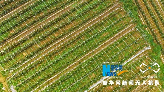 图为在湖北恩施州建始县业州镇鹞子坪村,30亩的红心火龙果基地成了村民致富增收的红火产业。
