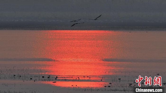  图为夕阳中的沉湖湿地。杨睿 摄