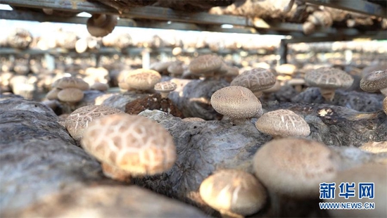 　　湖北随州军成菌业合作社种植的香菇。新华网发 王新格 摄