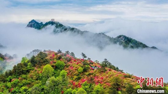 航拍龟峰山杜鹃花灿烂绽放与云海交融，宛若仙境。赵广亮 摄