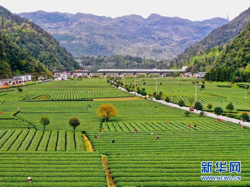 图为在湖北省恩施市白果乡长鹰坝村生态茶园基地，村民在采摘“明前茶”，一列火车从茶园基地上方的高架桥驶过。新华网发 张远明摄