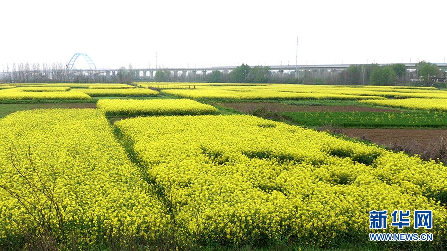 安陆市石桥村油菜花竞相绽放。新华网发 万炼摄