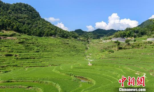 湖北蕲春雾云山坡耕地水土流失综合治理工程。湖北省水利厅供图