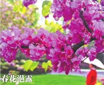 4月2日,东湖绿道,道路两旁的紫荆花在春雨中绽放,花瓣如同玲珑剔透的琉璃 记者高勇 摄