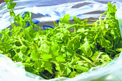 本周荠菜价格上涨到5元/斤,市民多用荠菜包饺子