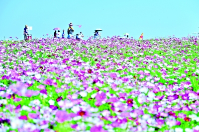 木兰草原的格桑花海 （景区供图）