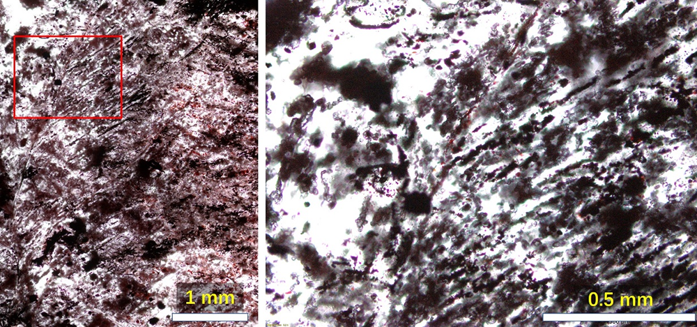 新发现的NSB赤铁矿化树枝状化石与局部放大图。新华网发