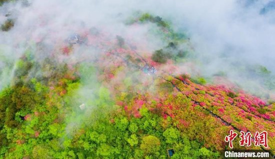 航拍龟峰山杜鹃花灿烂绽放与云海交融，宛若仙境。赵广亮 摄