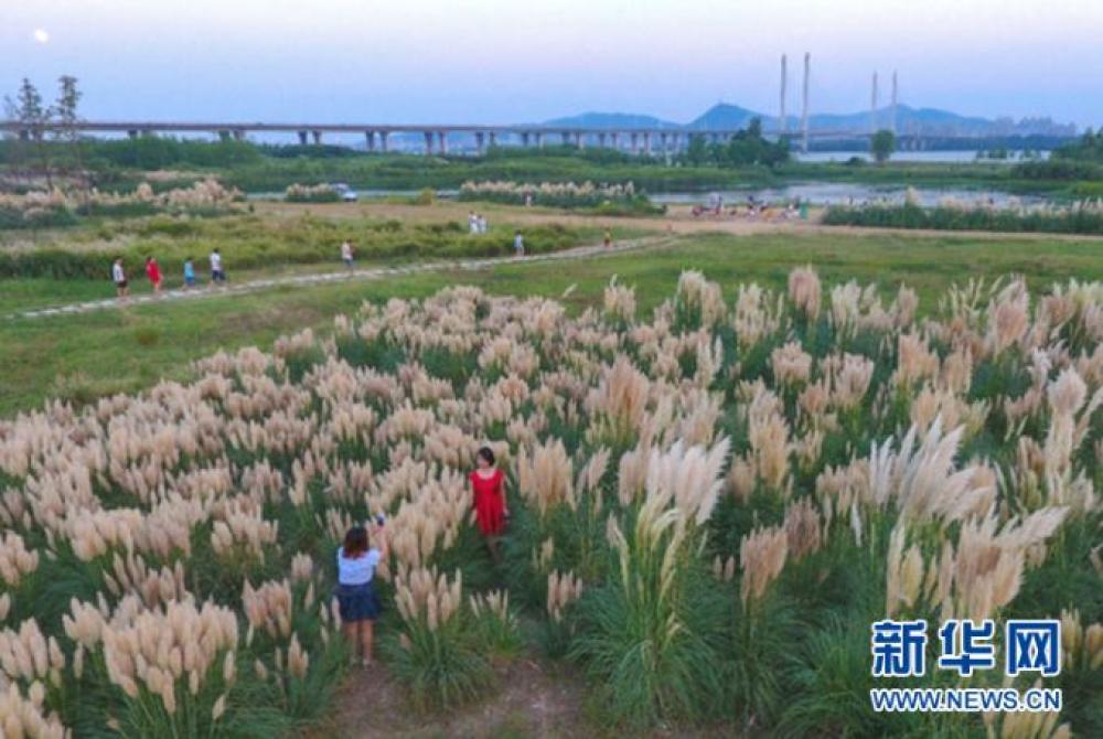 襄阳市月亮湾湿地公园，清澈的汉江，美丽的湿地，吸引了不少游人在前来赏景、留影。 杨东 摄