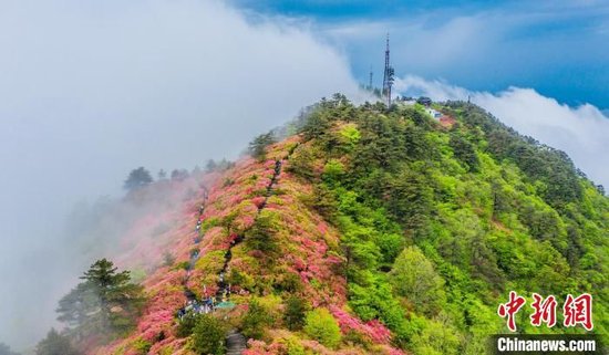 航拍龟峰山杜鹃花灿烂绽放，形成红色花海。赵广亮 摄