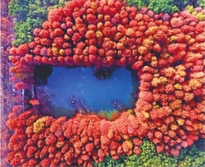 东湖听涛景区，高大笔直的水杉在冬日里逐渐变成棕红色，呈现出一年中最美的景观记者李子云 摄
