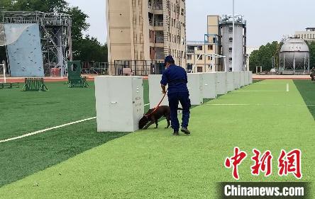 湖北武汉|直击武汉搜救犬训练：玩转“十八般武艺”