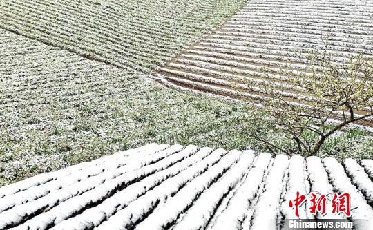 田野间都成了白茫茫的一片　熊大福　摄