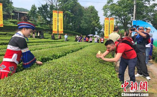 海外茶商代表参观茶叶种植、生产、加工基地 郭晓莹 摄