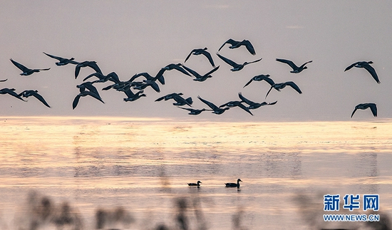 时值候鸟迁徙季，近期大批鸟儿飞抵武汉沉湖湿地自然保护区越冬。新华网发 贾连成摄