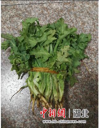 被当做野菜的罂粟苗