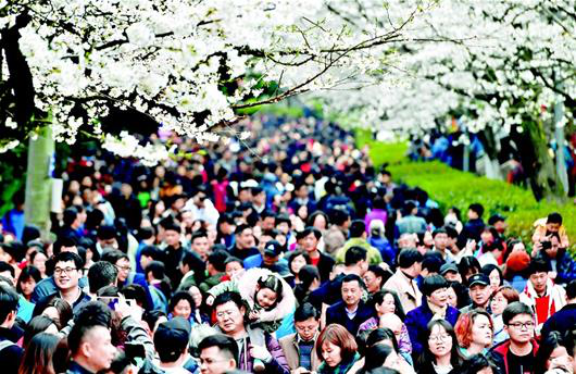 2018年3月17日，武汉大学樱花大道被挤得水泄不通。 图片来源 楚天都市报