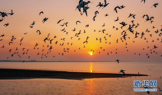 时值候鸟迁徙季，近期大批鸟儿飞抵武汉沉湖湿地自然保护区越冬。新华网发 何小白摄