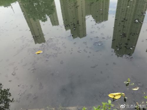 湖北省黄孝河明渠有大面积漂浮物。图片来源:生态环境部微博