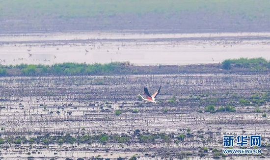 图为大红鹳在沉湖湿地上空飞翔 新华网发 魏斌摄