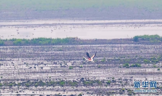 图为大红鹳在武汉沉湖湿地上空飞翔。新华网发 魏斌 摄