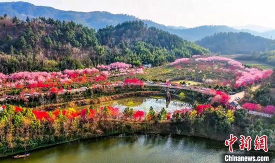 航拍老君山村樱花谷。张永政 摄