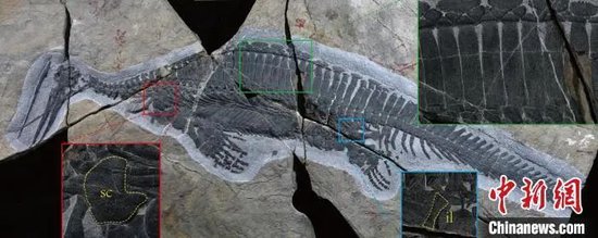 ▲远安地区发现的早三叠世海生爬行动物化石 湖北省地质局吴奎研究团队 供图
