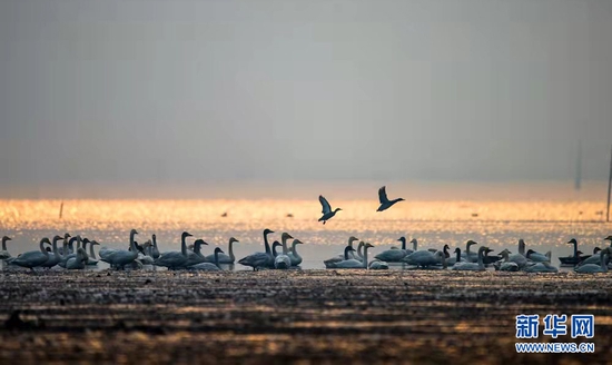 湖北第五大湖泊龙感湖被誉为“水乡湿地、候鸟天堂”。新华网发 邹小平摄