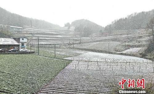 湖北牛庄四月飘雪　熊大福　摄