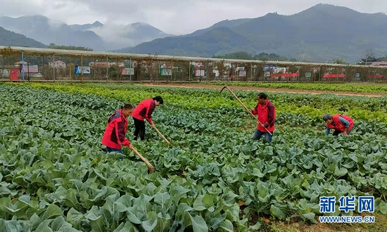 图为近期湖北省大冶市龙凤山集团员工加强蔬菜田间管理。新华网发