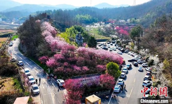 航拍老君山村樱花谷。张永政 摄