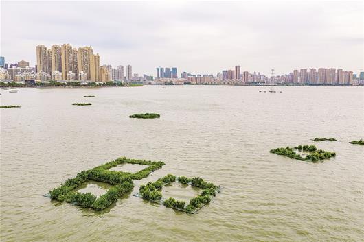 图为南湖上设置了一些生态浮岛净化水质