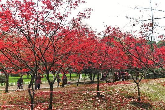图为:久经风雨,中山公园的红叶落了一地