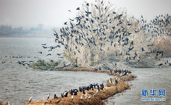 时值候鸟迁徙季，近期大批鸟儿飞抵武汉沉湖湿地自然保护区越冬。新华网发 贾连成摄