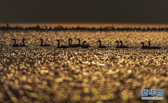 湖北第五大湖泊龙感湖被誉为“水乡湿地、候鸟天堂”。新华网发 邹小平摄