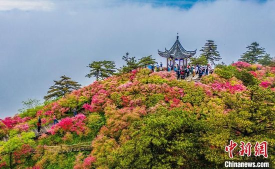 航拍龟峰山杜鹃花灿烂绽放，形成红色花海。赵广亮 摄