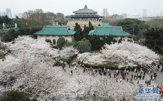  3月13日，武汉大学抗疫医护人员赏樱专场启动，来自全国各地的援鄂抗疫英雄在樱花树下重逢，尽享樱花之约（无人机照片）。新华社记者 程敏 摄