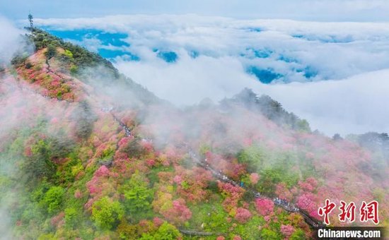 航拍龟峰山杜鹃花灿烂绽放，形成红色花海。赵广亮 摄