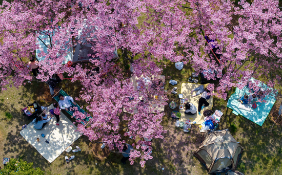 光谷地铁站，“樱花经济”带动市民露营（魏铼 | 摄）