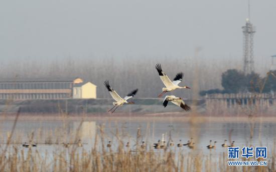 图为白鹤一家3口在沉湖湿地自然保护区越冬。新华网发 蔡甸区沉湖湿地自然保护区管理局供图