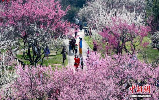 2月17日，武汉东湖梅园内梅花盛开，吸引市民与游客前来赏景休闲。中新社记者 张畅 摄